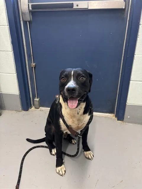 An adult medium-sized male Pit Bull Terrier dog named Dakota for adoption in Corpus Christi, TX