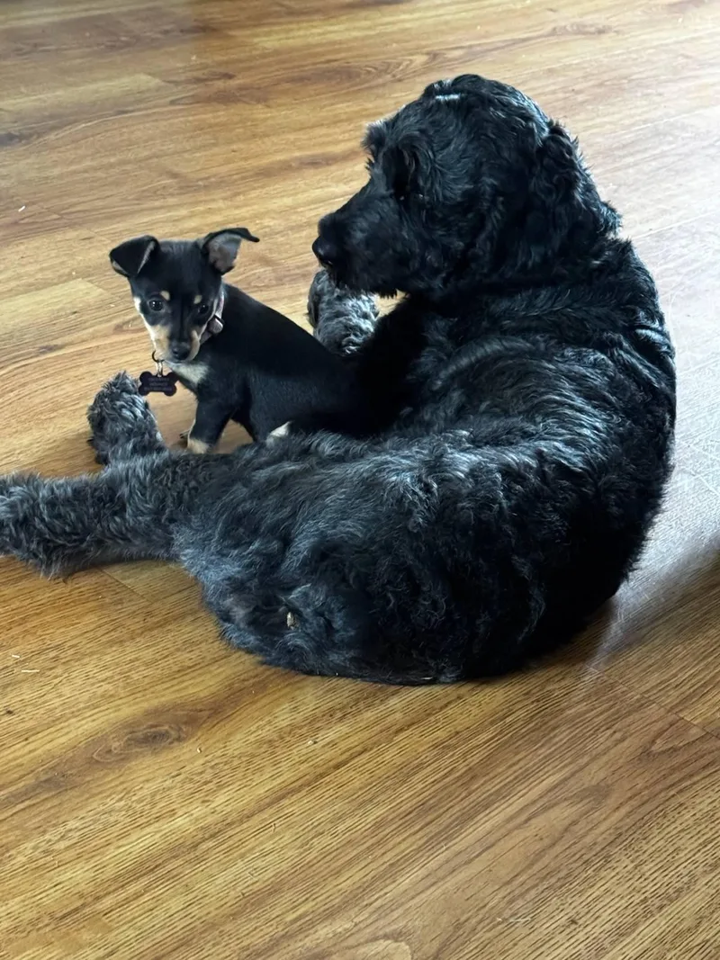 An adult medium-sized female Black Labradoodle dog named Ophelia for adoption in Colleyville, TX