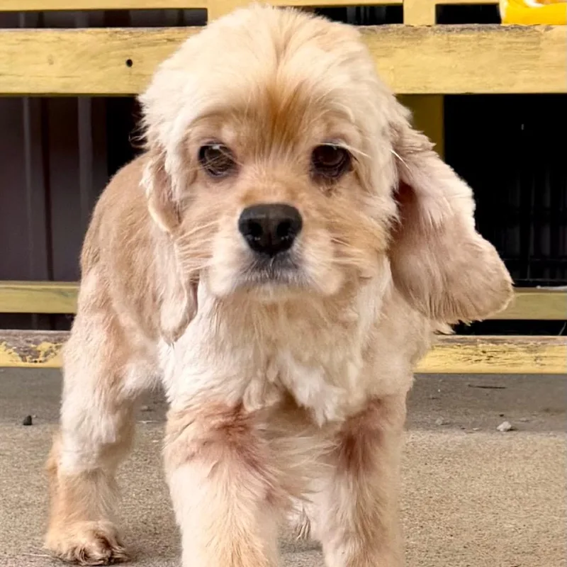 An adult small-sized female Red / Chestnut / Orange Cocker Spaniel dog named Keely Missouri for adoption in Peyton, CO
