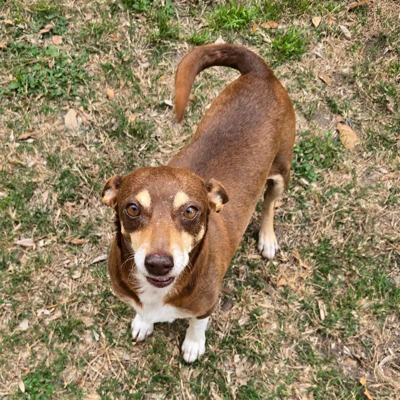 An adult small-sized female Brown / Chocolate Chihuahua dog named Tessie Arriving D for adoption in Princeton, MN