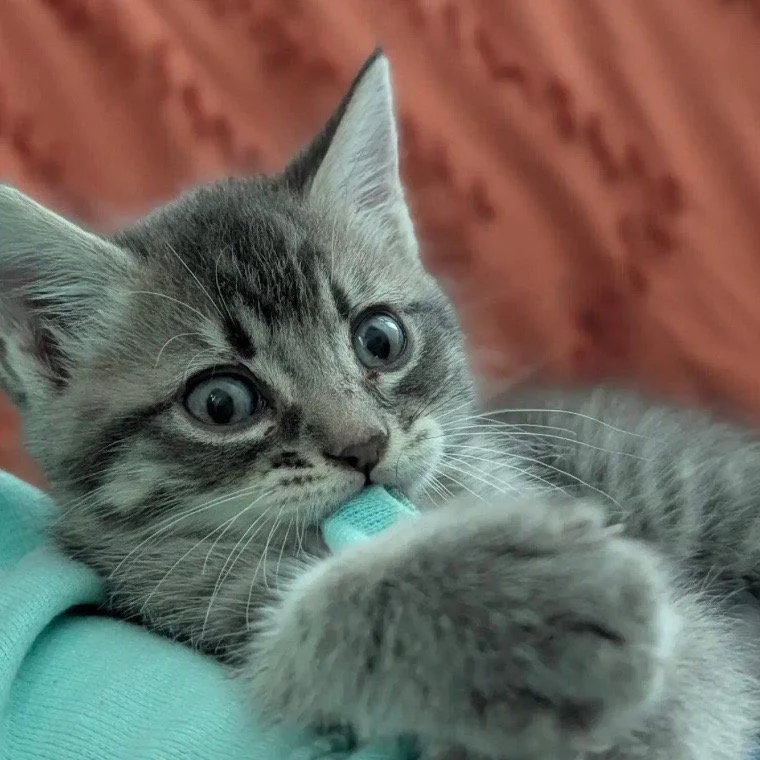 A baby medium-sized male Domestic Short Hair cat named Derby for adoption in Dallas, TX