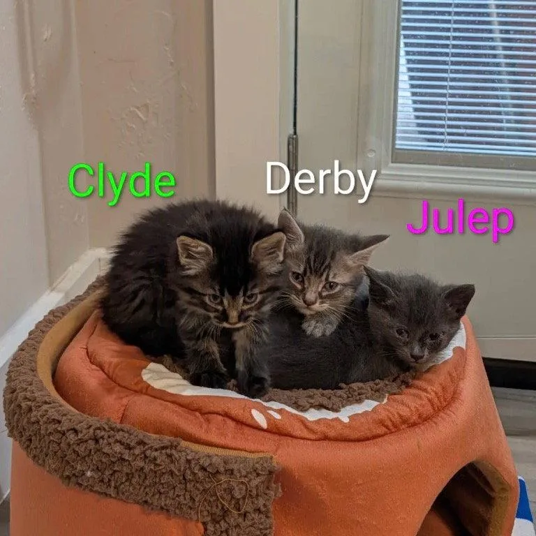 Derby thumbnail 2