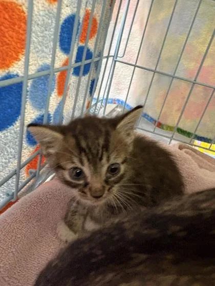 A baby small-sized male Domestic Short Hair cat named London for adoption in Gainesville, FL