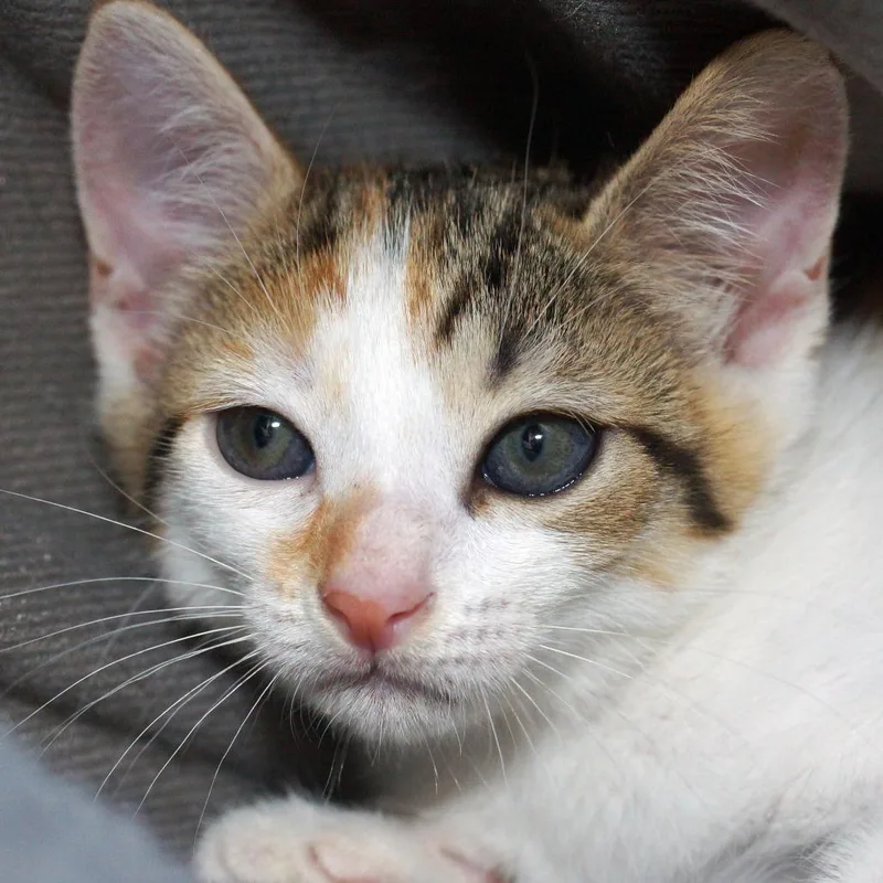 A baby small-sized male Orange / Red Domestic Short Hair cat named Shoo for adoption in West Palm Beach, FL