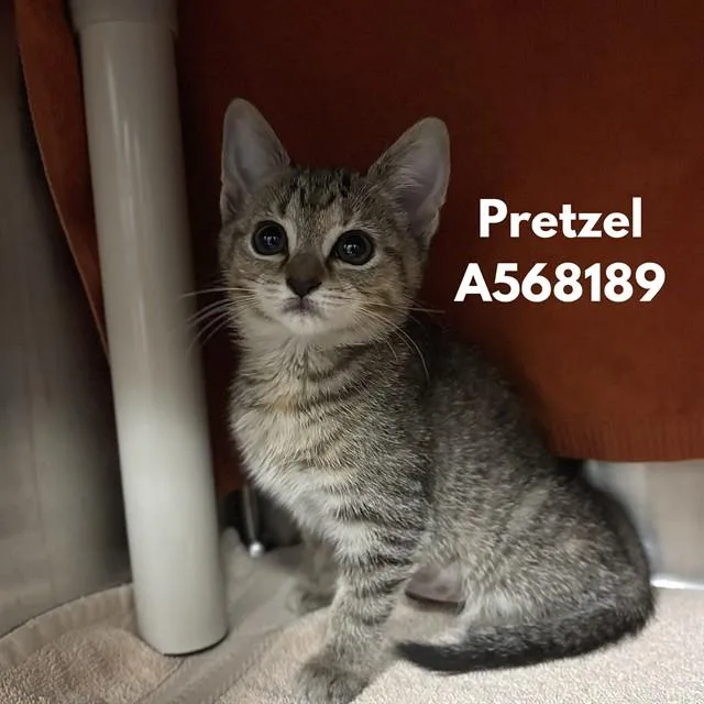 A baby small-sized female Domestic Short Hair cat named Pretzel for adoption in Huntsville, AL