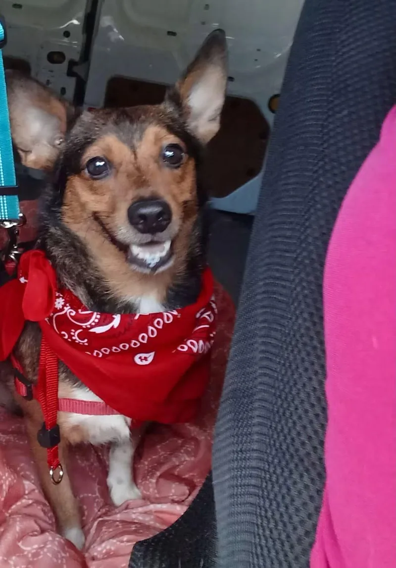 An adult small-sized male Corgi dog named Pistchio for adoption in Jenkintown, PA