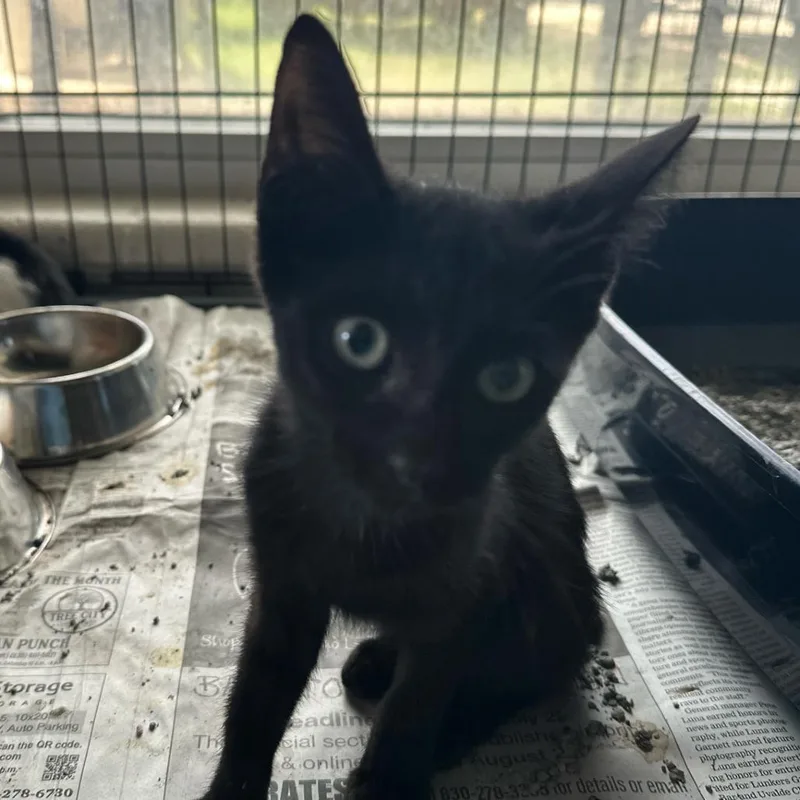 A baby small-sized female Black Domestic Short Hair cat named Kellogg's for adoption in San Antonio, TX