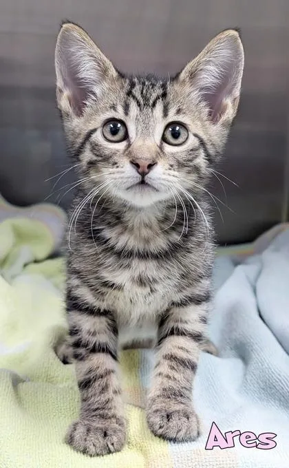 A baby small-sized male Domestic Short Hair cat named Ares for adoption in Mason, MI
