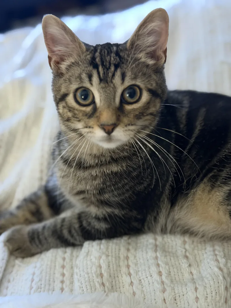 A baby medium-sized male Tabby cat named Jack for adoption in Copley, OH