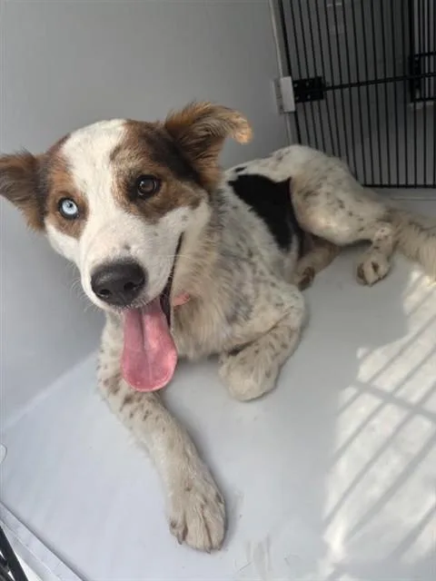 A young large-sized female Australian Shepherd dog named A for adoption in Houston, TX