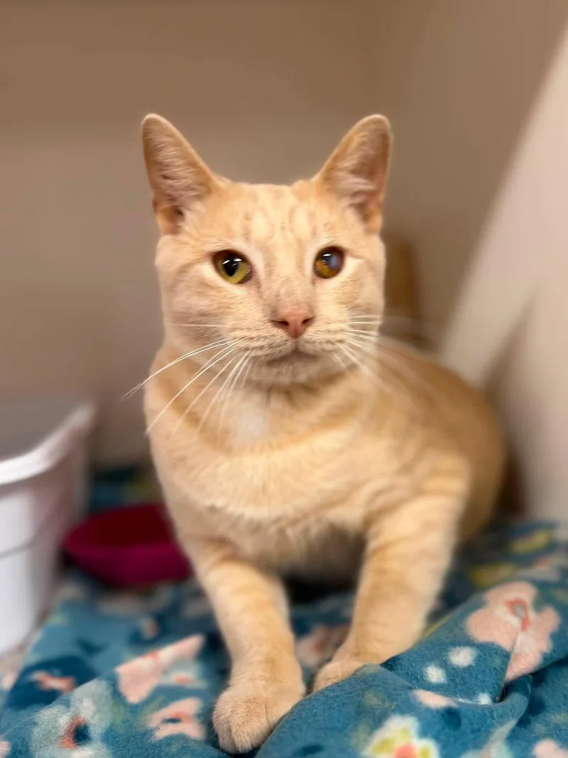 An adult medium-sized male Orange & White Domestic Short Hair cat named Apollo for adoption in Leitchfield, KY