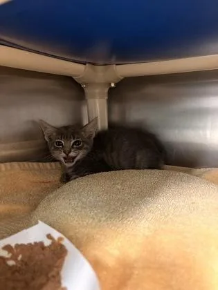 A baby small-sized male Domestic Short Hair cat named Buggie for adoption in Seattle, WA