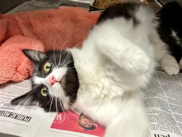 A baby small-sized female Domestic Medium Hair cat named Mimi for adoption in Santa Rosa, CA