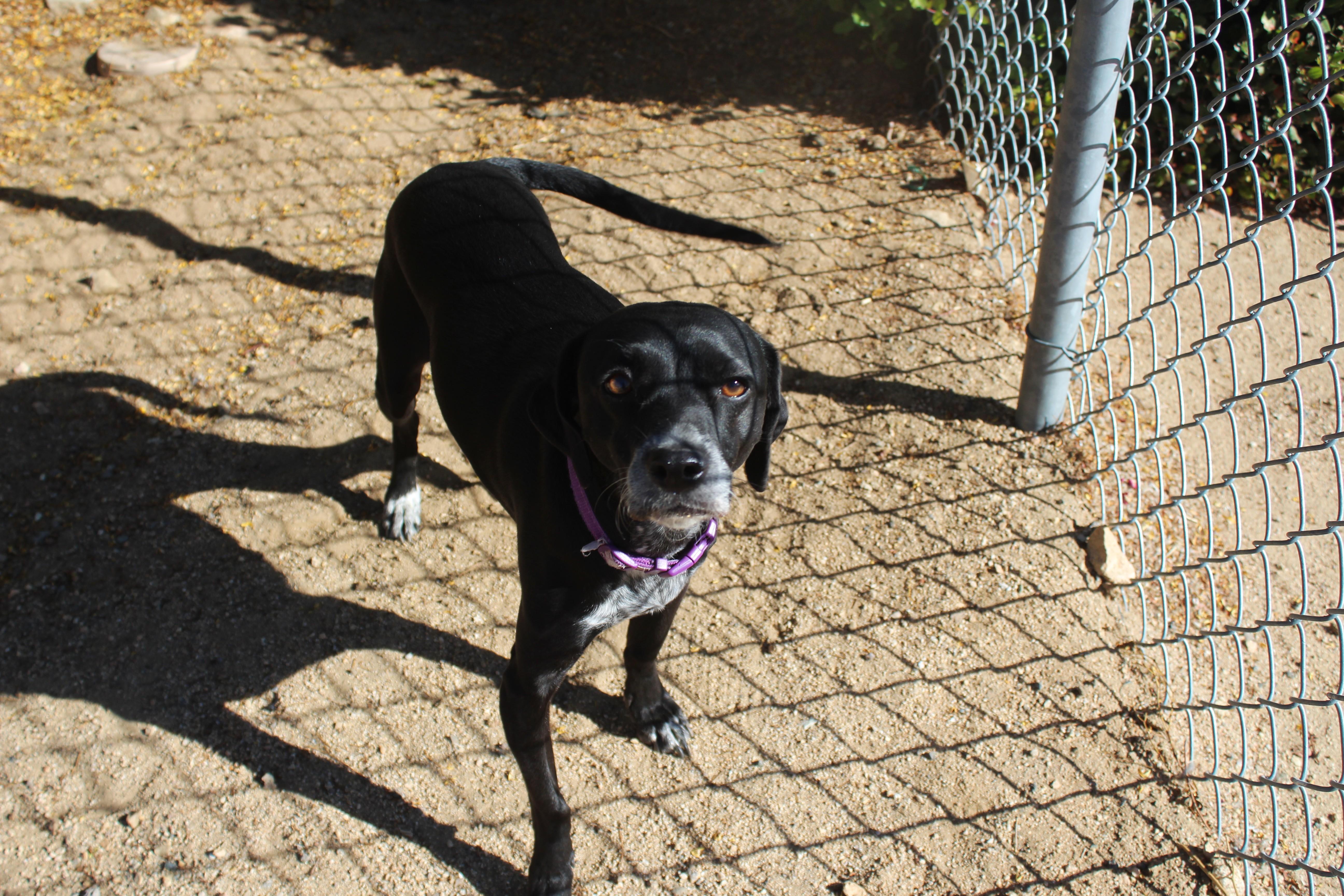 An adult small-sized female Black Chihuahua dog named Biscuit for adoption in Yucca Valley, CA
