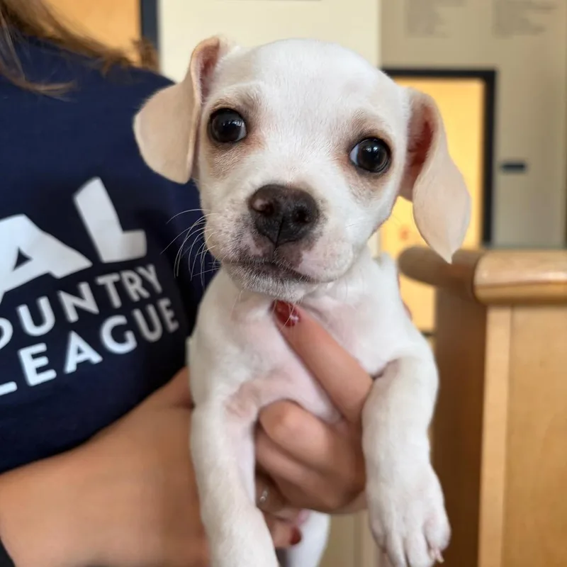 A baby small-sized male Pug dog named Mantis for adoption in Morrisville, VT