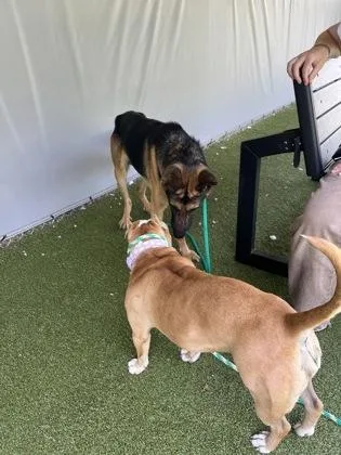 Zeppelin thumbnail 2