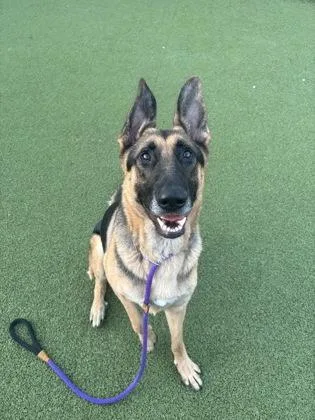 Zeppelin thumbnail 3