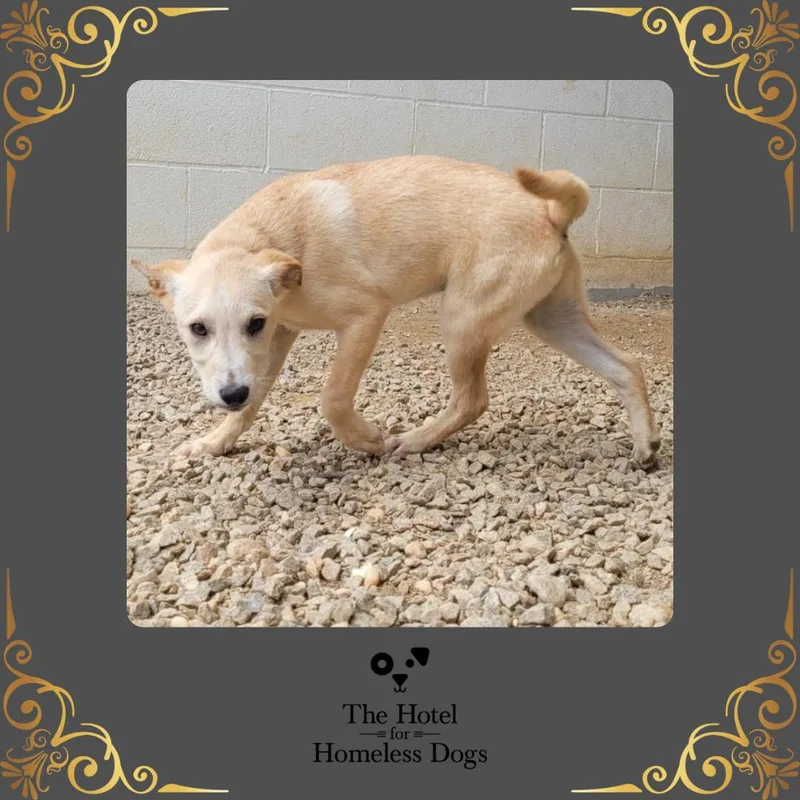 A baby medium-sized male White / Cream Shepherd dog named Holland for adoption in Cumberland, RI