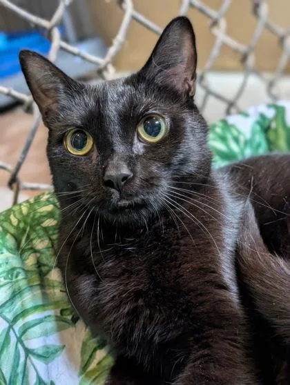 A baby small-sized female Domestic Short Hair cat named Janet for adoption in Bloomsburg, PA