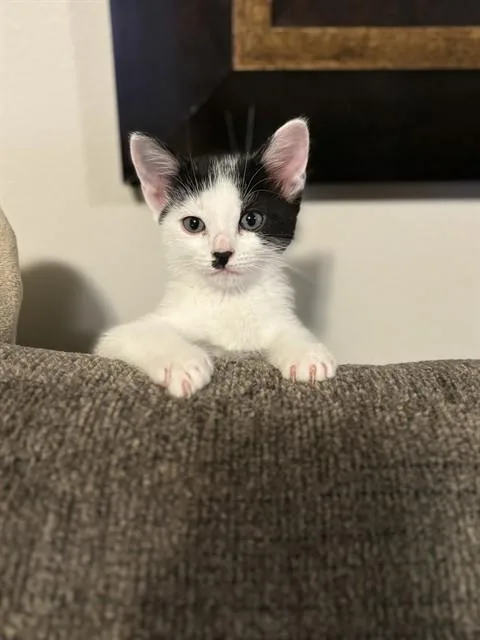 A baby small-sized female Domestic Short Hair cat named Curious Georgie for adoption in Fort Walton Beach, FL