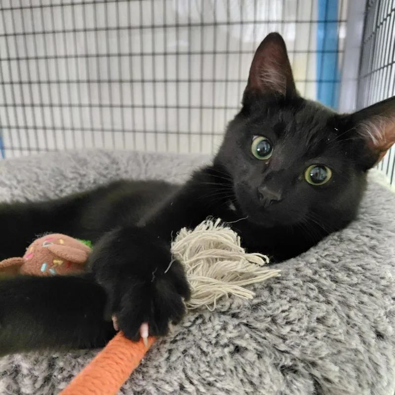 Winstonbk thumbnail 2