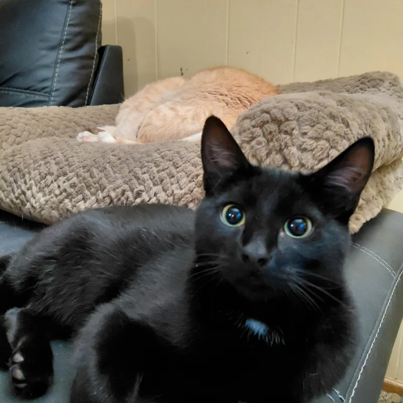 Winstonbk thumbnail 3