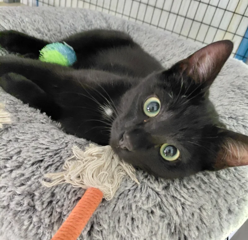 Winstonbk thumbnail 4