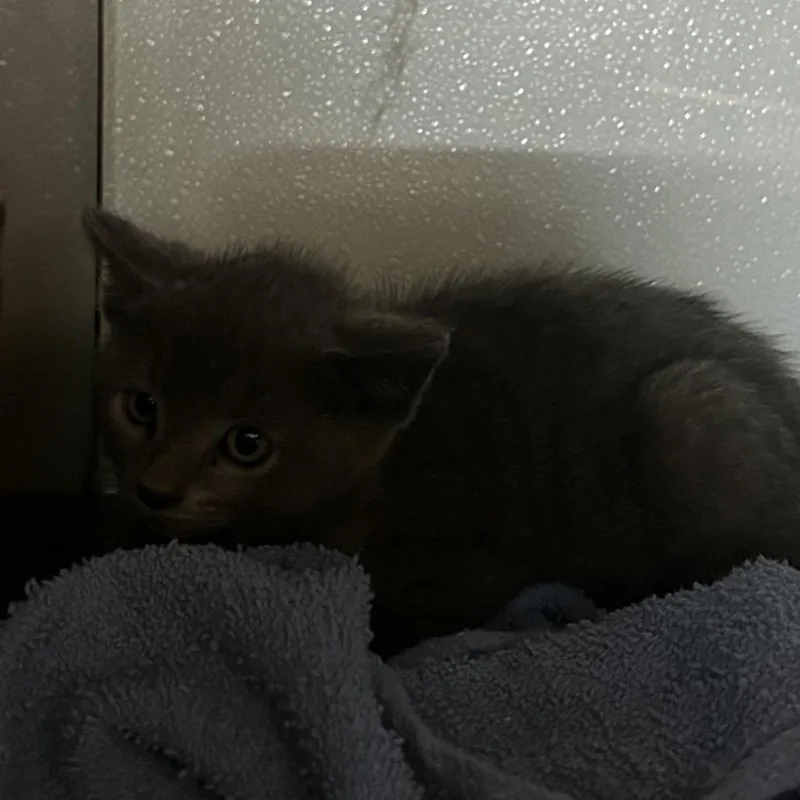 A baby small-sized female Gray / Blue / Silver Domestic Short Hair cat named Peace for adoption in Point Richmond, CA