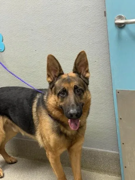 An adult large-sized male German Shepherd Dog dog named Oso for adoption in Las Vegas, NV