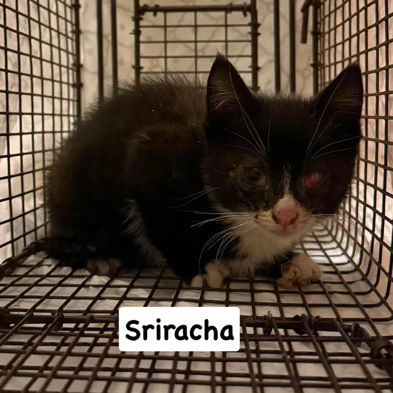 A baby small-sized male Black Domestic Short Hair cat named Asbel for adoption in Philadelphia, PA