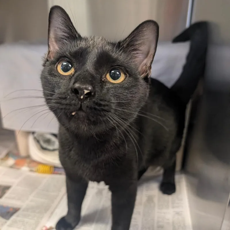 An adult medium-sized male Black Domestic Short Hair cat named Igor for adoption in Hendersonville, NC