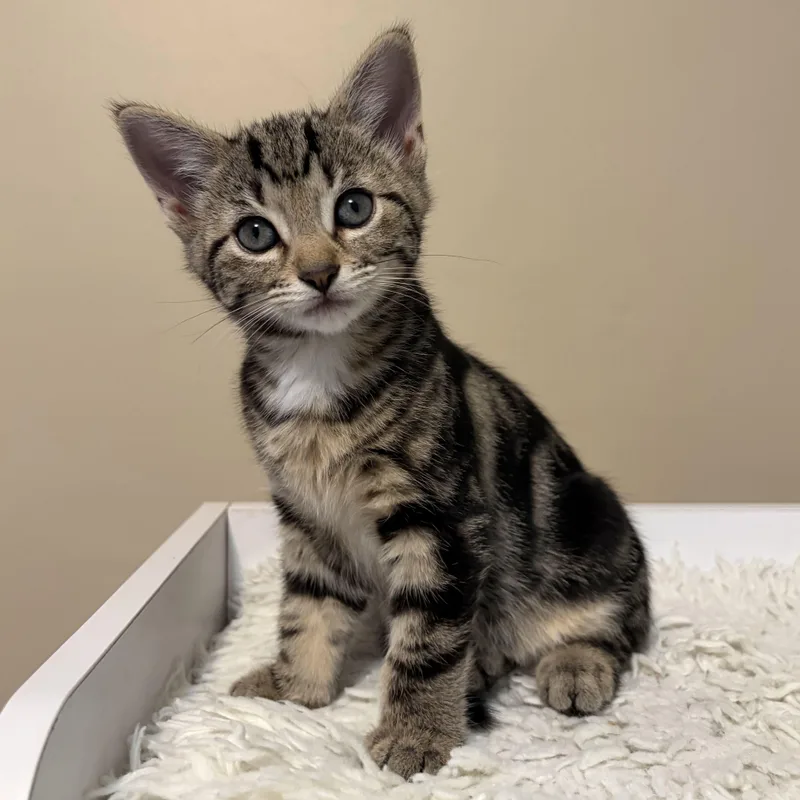 A baby medium-sized male Domestic Short Hair cat named Jeffrey for adoption in East Amherst, NY