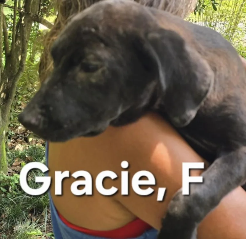 A baby medium-sized female Black Mixed Breed dog named Gracie for adoption in Parma, OH