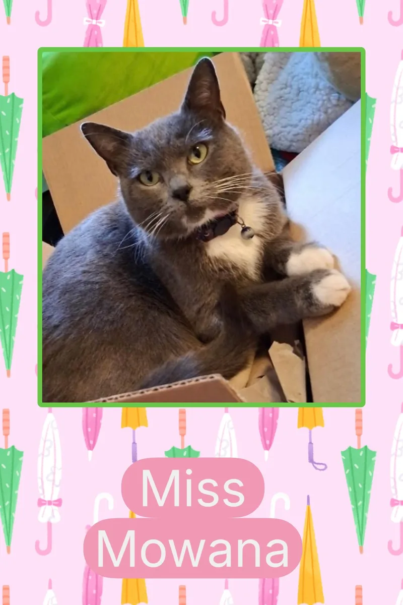 A young medium-sized female Gray & White Domestic Short Hair cat named Mowana for adoption in Kearney, NE