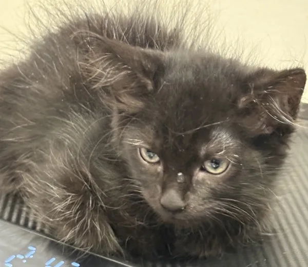 A baby medium-sized female Domestic Medium Hair cat named Suzy for adoption in Napa, CA