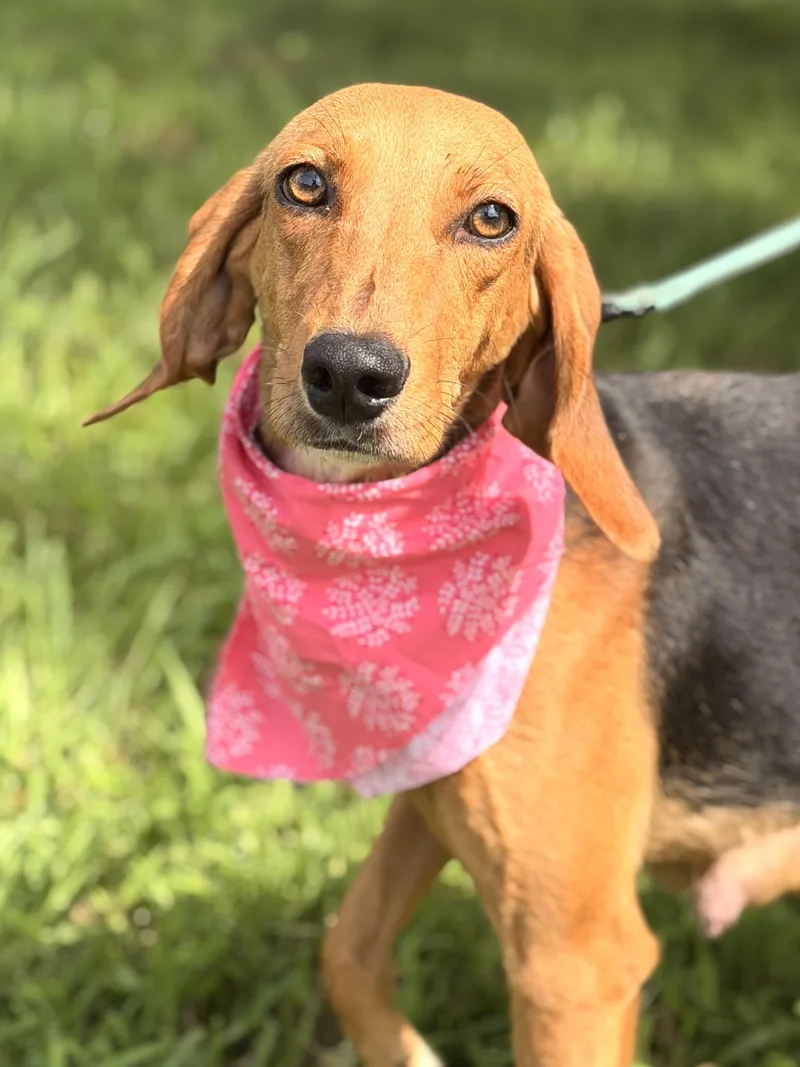 An adult medium-sized female Brown / Chocolate Coonhound dog named Bernadette for adoption in Gradyville, KY