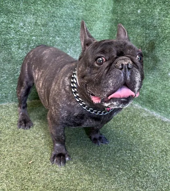 An adult medium-sized male French Bulldog dog named Batman for adoption in Lancaster, CA