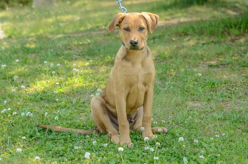 A baby medium-sized male Labrador Retriever dog named Rookie for adoption in Brick, NJ