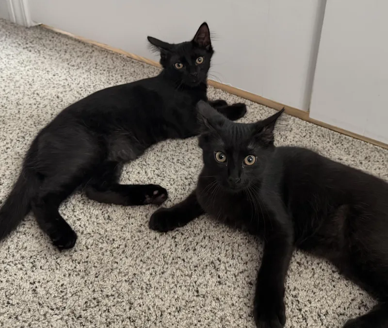 A baby small-sized male Black Domestic Medium Hair cat named Dorito for adoption in Brighton, MI