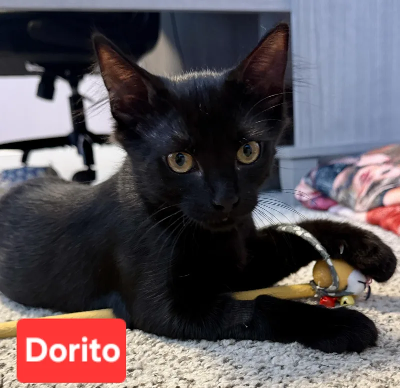 Dorito thumbnail 2