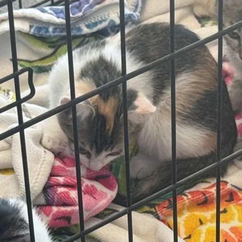 A young small-sized male Calico Domestic Short Hair cat named Nala for adoption in Kingman, AZ