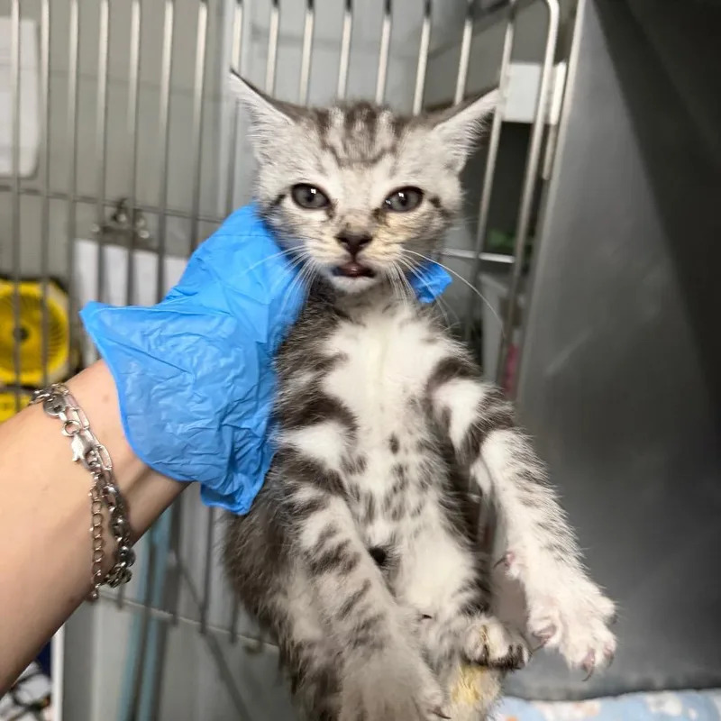 A baby small-sized male Gray / Blue / Silver Domestic Short Hair cat named Nabs for adoption in Summerville, SC