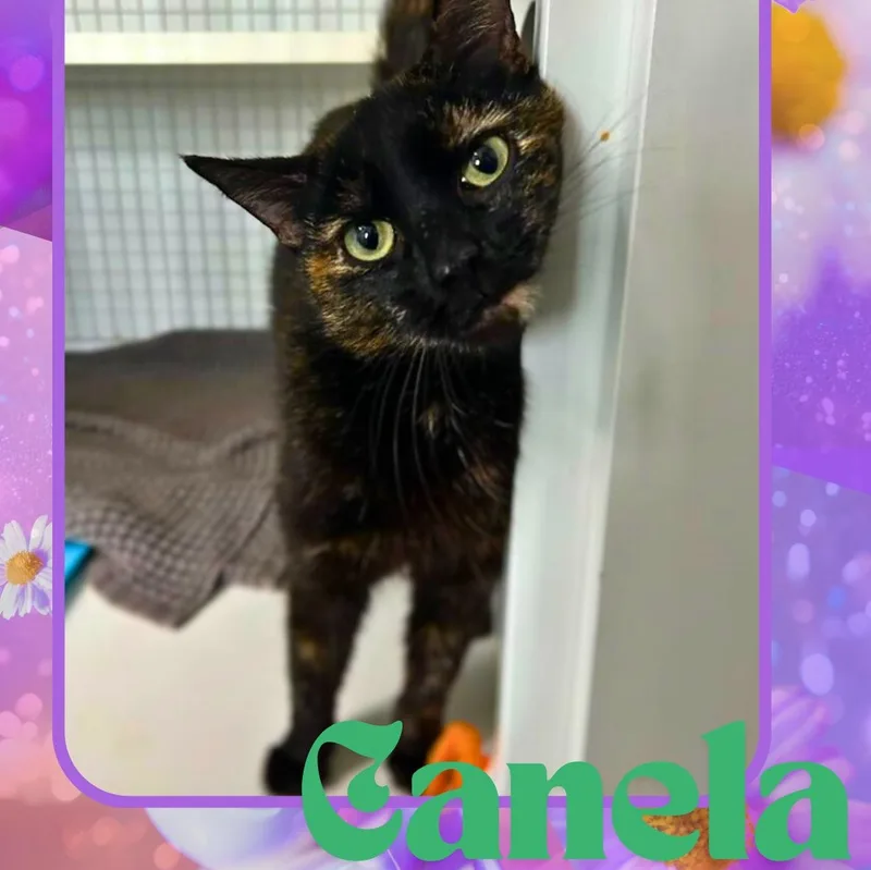 Canela thumbnail 4