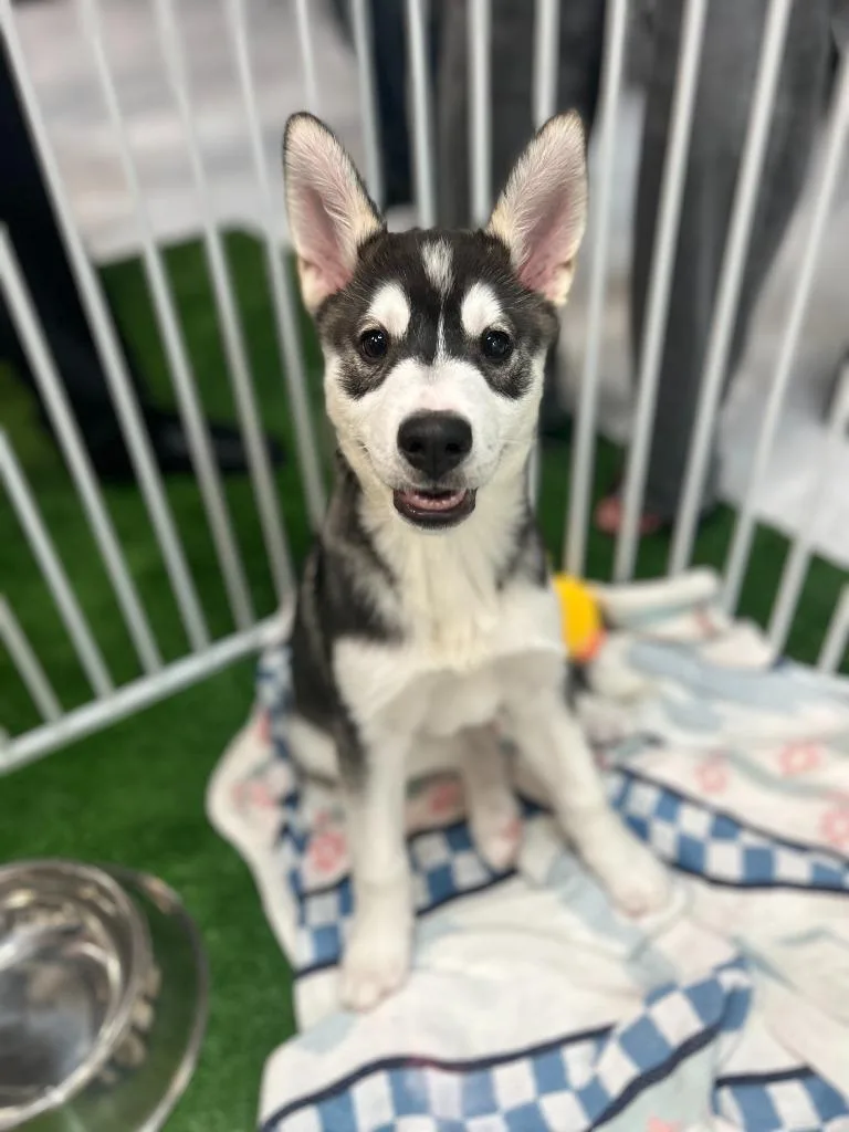 A baby large-sized male Mixed Breed dog named Slush for adoption in Thousand Oaks, CA
