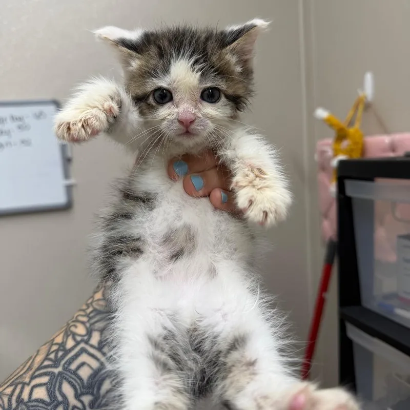 A baby small-sized male Brown / Chocolate Domestic Short Hair cat named Moon Pie for adoption in Morganton, NC