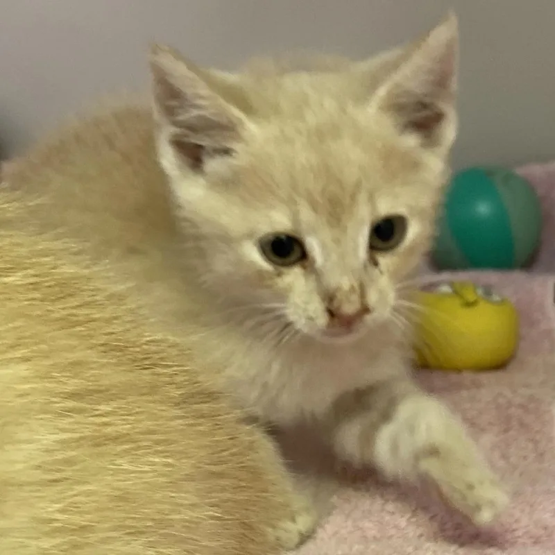 A baby small-sized male Buff / Tan / Fawn Domestic Short Hair cat named Piggles for adoption in Harrisonburg, VA