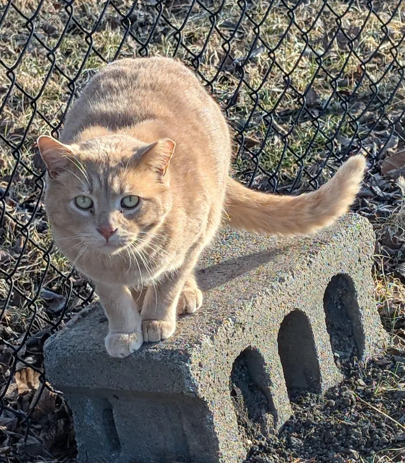 A young medium-sized male Buff / Tan / Fawn Domestic Short Hair cat named Panther for adoption in Toledo, OH