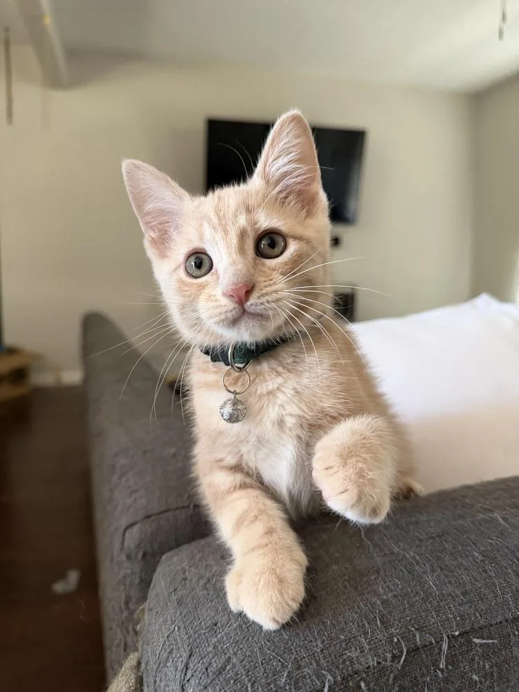 A baby small-sized male Domestic Short Hair cat named Meatball for adoption in Dallas, TX