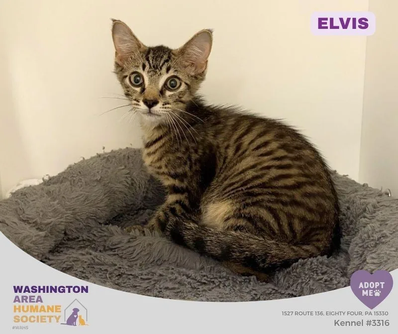 A baby small-sized male Tabby (Brown / Chocolate) Domestic Short Hair cat named Elvis for adoption in Eighty Four, PA