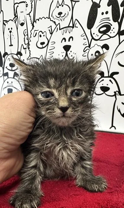A young small-sized male Domestic Short Hair cat named B Milo for adoption in North Charleston, SC